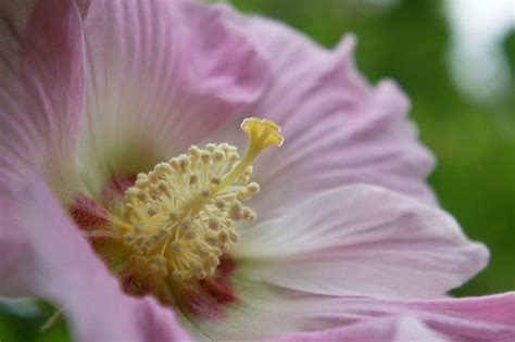 芙蓉樹|芙蓉（锦葵科木槿属植物）